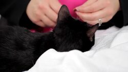 How to Teach a Cat to Enjoy Belly Rubs Instructional Video