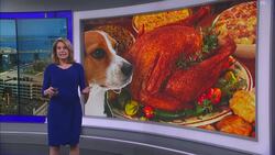 A pet-friendly Thanksgiving: Safe foods for your furry friends News Clip