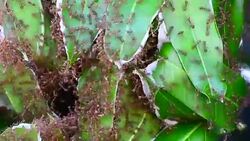 Many ants walking Stock Footage