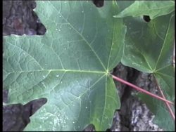 Plant Structure and Function: Leaves Instructional Video