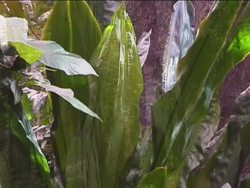 Exploring Forest Biomes: Rainforest Instructional Video