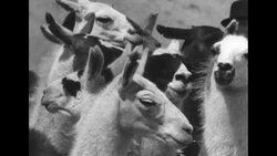 Trip on world's highest railroad in Peru in 1939 through the Andes mountains News Clip