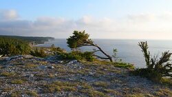 Spruce growing on a limestone cliff on the island of Gotland in Sweden Stock Footage