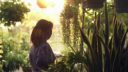 woman gardening nature scene beautiful sun light/sunset water drop raining Stock Footage