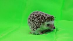 A cute hedgehog on green screen Stock Footage