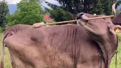 Clever bovine uses back-scratching tool forcing scientists to rethink intelligence of cows Instructional Video