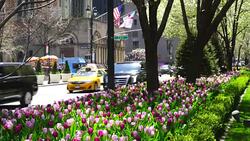 Cars go through side of blooming tulips and street trees in median at Park Avenue at Midtown Manhattan New York NY USA on Apr 23 2018. Stock Footage