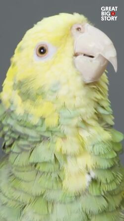 Meet Tango, the intelligent yellow-headed amazon parrot Instructional Video