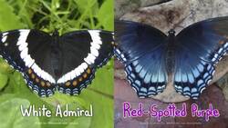 Are These Butterflies The Same? Instructional Video