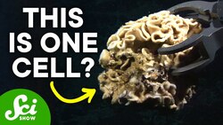 The Strange Life of a Giant Cell | The Xenophyophore Instructional Video