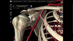 099 The Branches Of The Axillary Artery Instructional Video