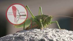 Breathing and Cellular Respiration Instructional Video