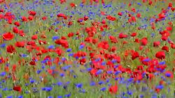 cornflower Centaurea cyanus growing on farmland on the island Gotland Stock Footage