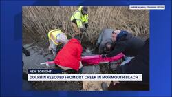 Dolphin found stranded in Monmouth Beach euthanized due to injuries News Clip