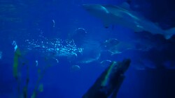 Underwater rays Stock Footage