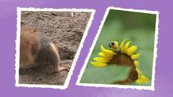 Forms of Energy Instructional Video