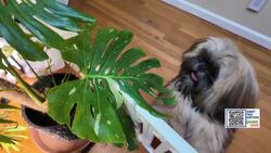 Garden Guide: How dangerous are houseplants for your pets? News Clip