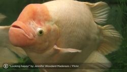 How to Enjoy Las Vegas with Kids Instructional Video