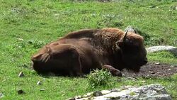 Closeup bison in national park Stock Footage