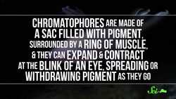 Nature’s Secret Weapon Against Microbes: Squid Skin Instructional Video