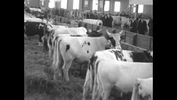 Huge cattle show at Winter Fair in Toronto News Clip