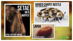 Dinosaurs Had a Bloodsucking Enemy Instructional Video