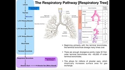 The Effects of Exercise on Ventilation Instructional Video