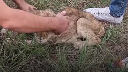 Months-old lion cub taken to zoo after being found alone on road in Serbia Instructional Video