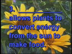 Cell Processes Quiz Instructional Video