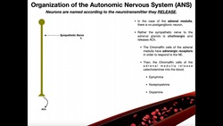 Neurotransmitters in the Autonomic Nervous System EXPLAINED Instructional Video