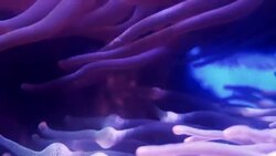 Clown fish sea animal playing with sea anemone Stock Footage