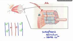 042 How Calcium ion release results in Muscle Contraction Instructional Video