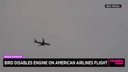 Bird Strike Sparks Plane Engine Fire Shortly After Takeoff News Clip