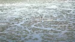 A family of ducks Stock Footage