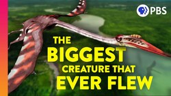 How Did Giant Pterosaurs Fly? Instructional Video