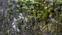 Motion video of waterdrop on green moss Stock Footage