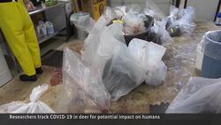 Why scientists are tracking the COVID-19 virus in deer News Clip