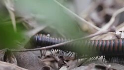 Northwest millipede, or Haraphe haydeniana, is abundant in Pacific Northwest forests. Stock Footage