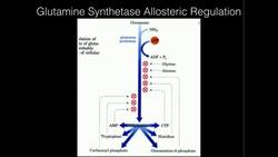 Glutamine Synthetase Allosteric Regulation Instructional Video