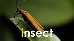 Bingo's Lingo- Beginning Phonics Instructional Video