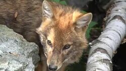 Closeup orange fox in national park Stock Footage