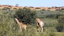 Majestic Giraffes in Kalahari, South Africa Stock Footage