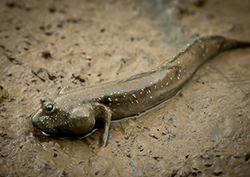 Mudskippers Instructional Video