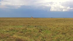 giraffe walking along savanna at africa Stock Footage