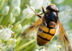 Conciencia ambiental Instructional Video