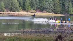 Killer whale calf stranded after mother dies News Clip