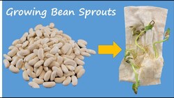 Growing Bean Sprouts - Part 1 Instructional Video