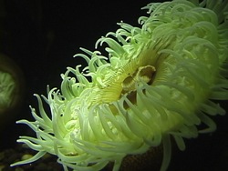 Animales simples: explorando las esponjas y cnidarios Instructional Video