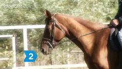 How to Benefit from Equine Therapy Instructional Video