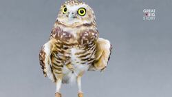 Discover the Burrowing Owl, A Ground-Nesting Gem Instructional Video